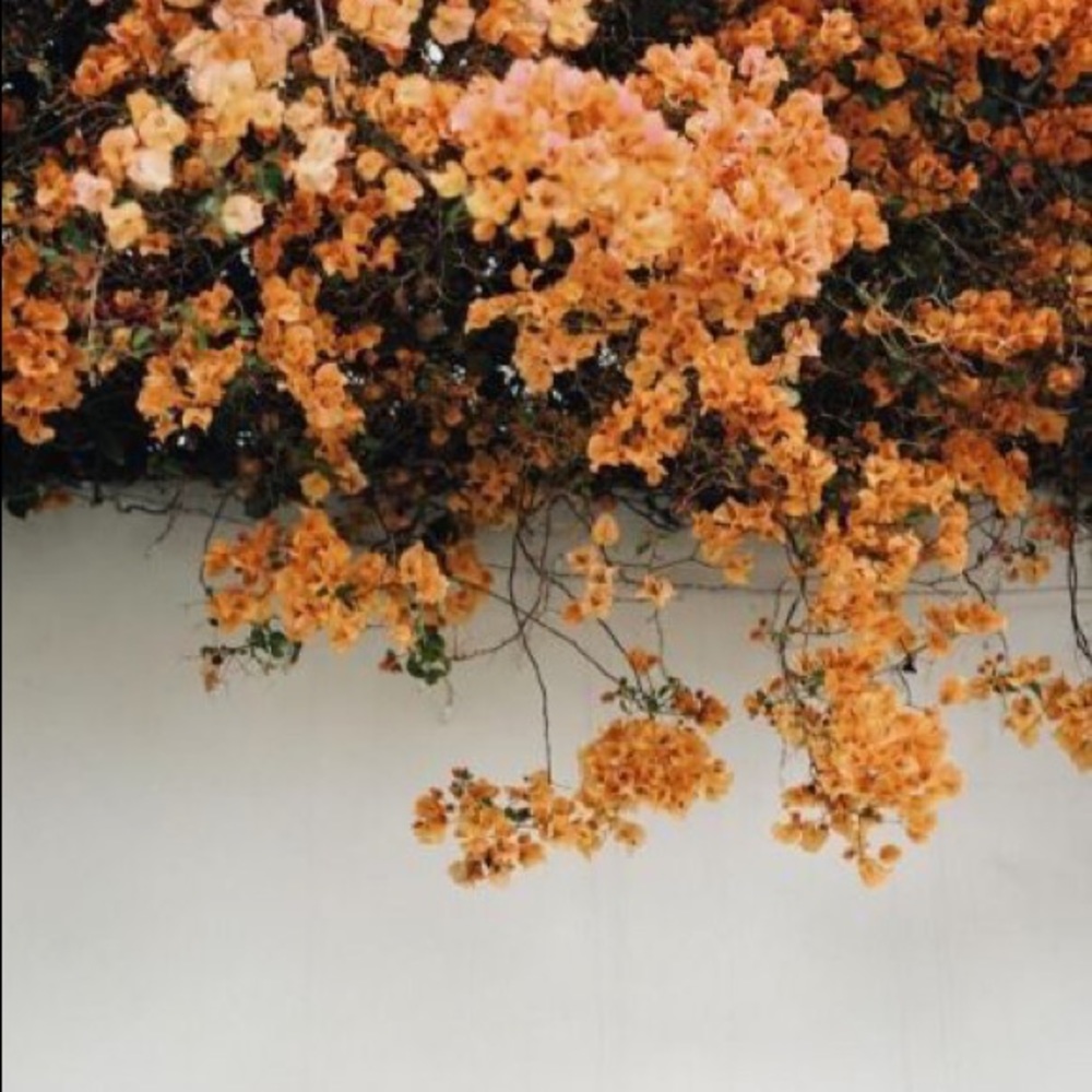 Meet your Posher, Sofia